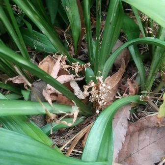 道端の大きなキチジョウソウの大株