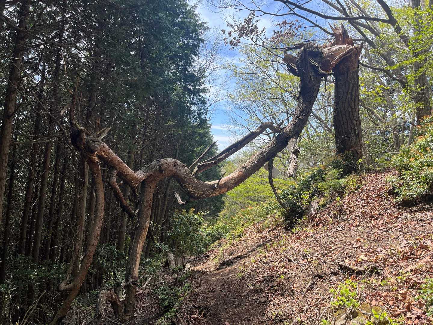 川乗橋バス停-川苔山登山口-川苔山-鋸尾根Ⅰ峰-大根ノ山ノ 縦走コースの写真