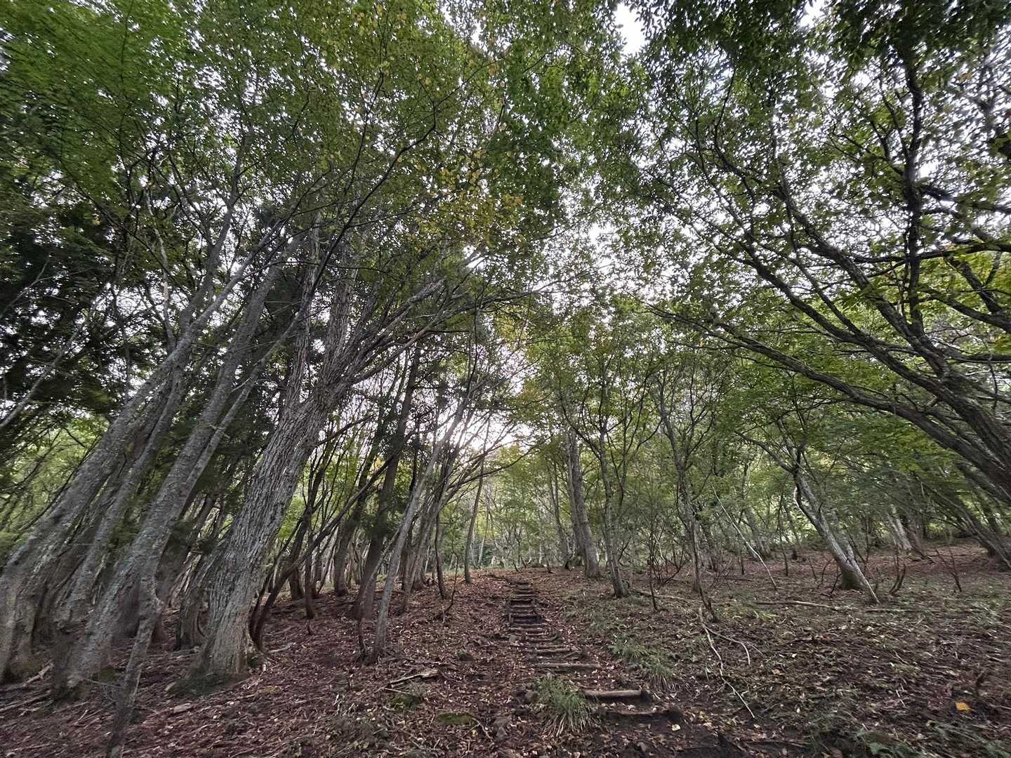 無くてもいけそうですが、しっかり階段😅とても整備されています😄