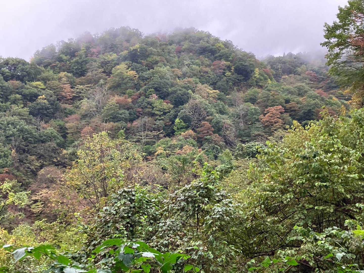 近くのお山⛰️
少し色づいとる🍁