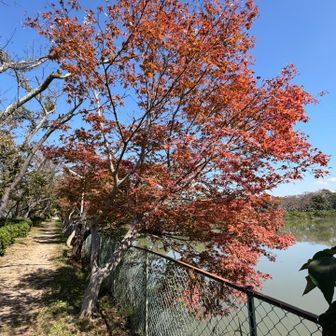 紅葉も🍁