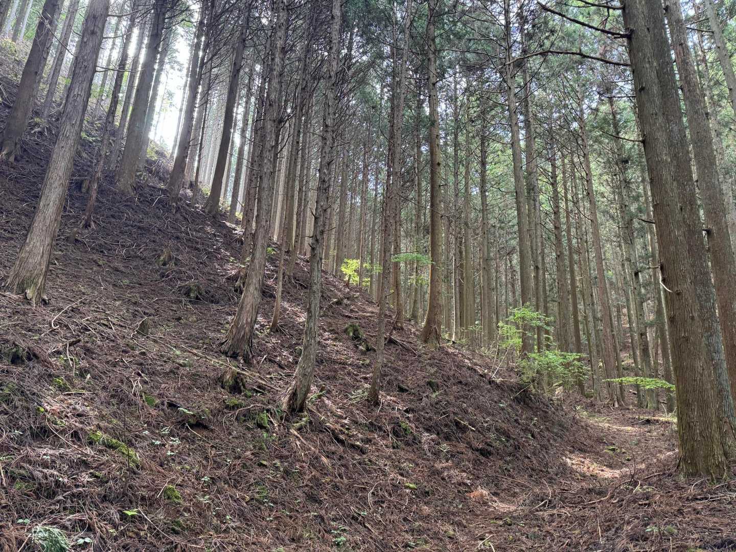 作業道（だった道）を進みます🚶‍♂️‍➡️