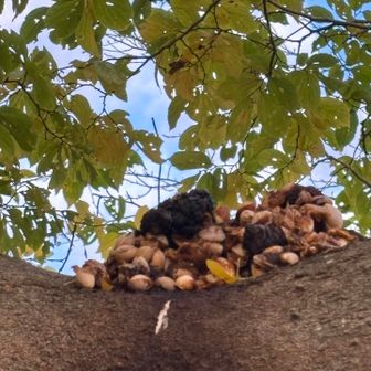 銀杏が塚になってる。鳥か？リスか？この辺りでリスは見た事ないけど。