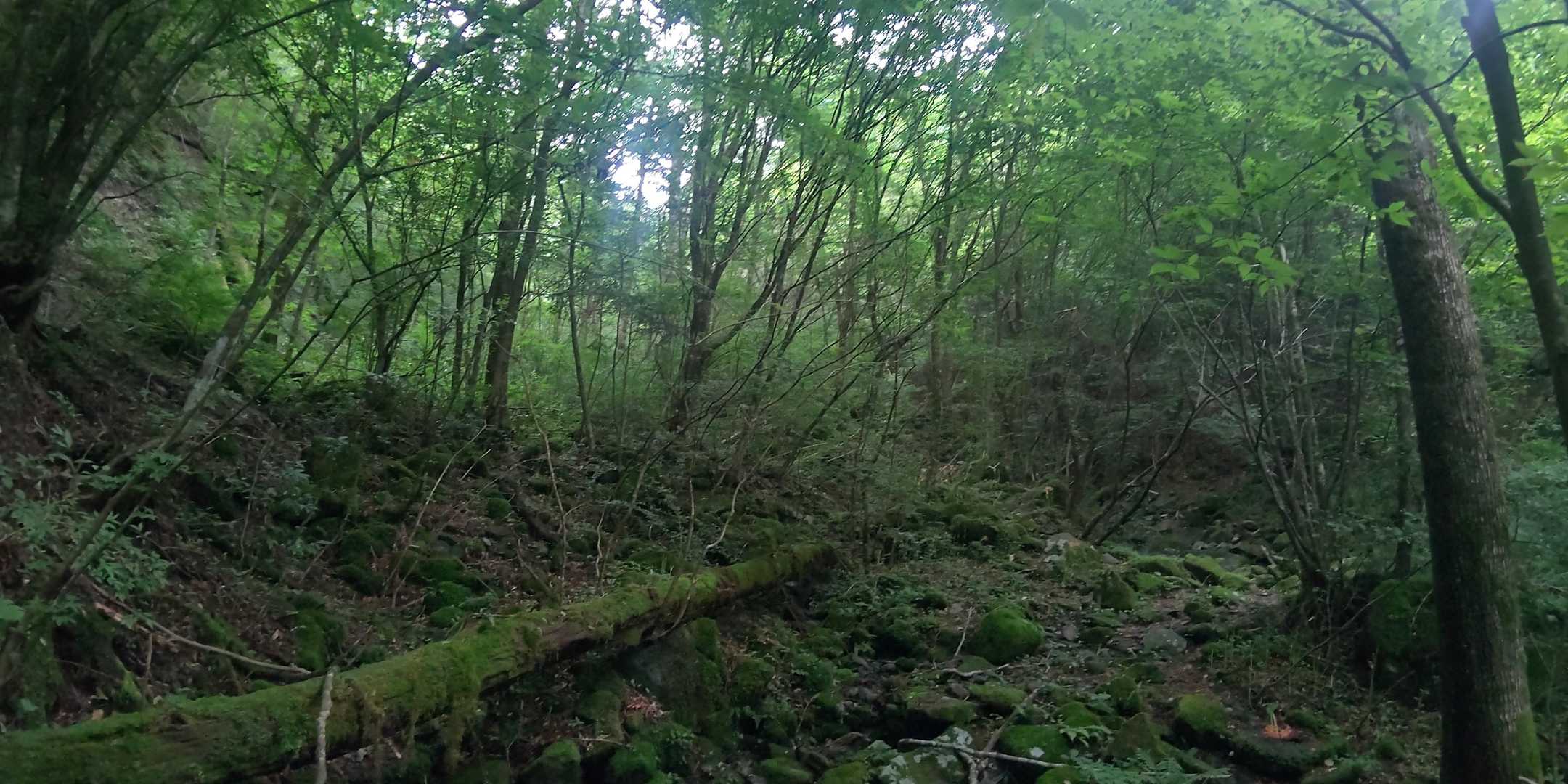 苔むした森もイイですね💚