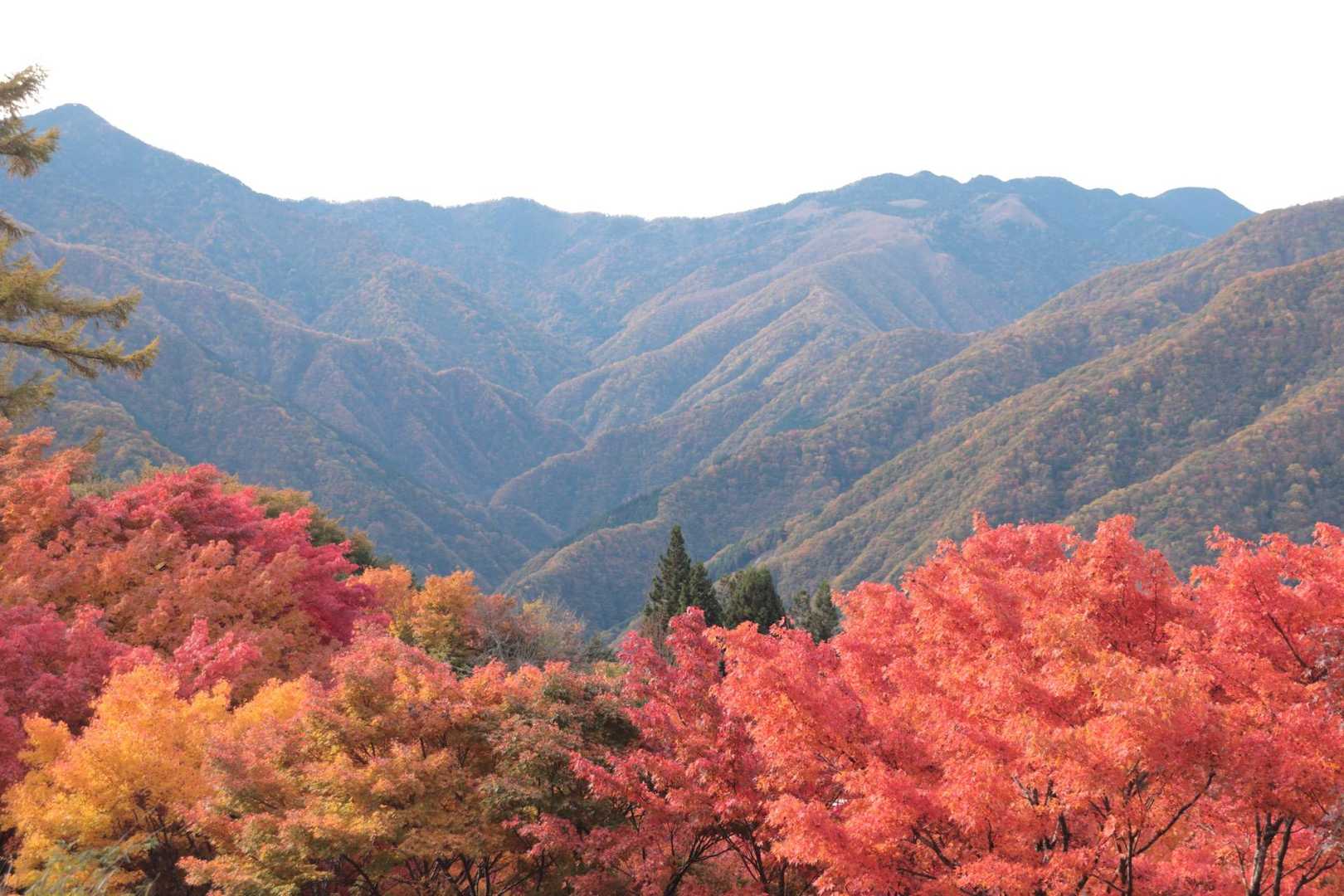 ここの景色が一番紅葉がすごかった🍁