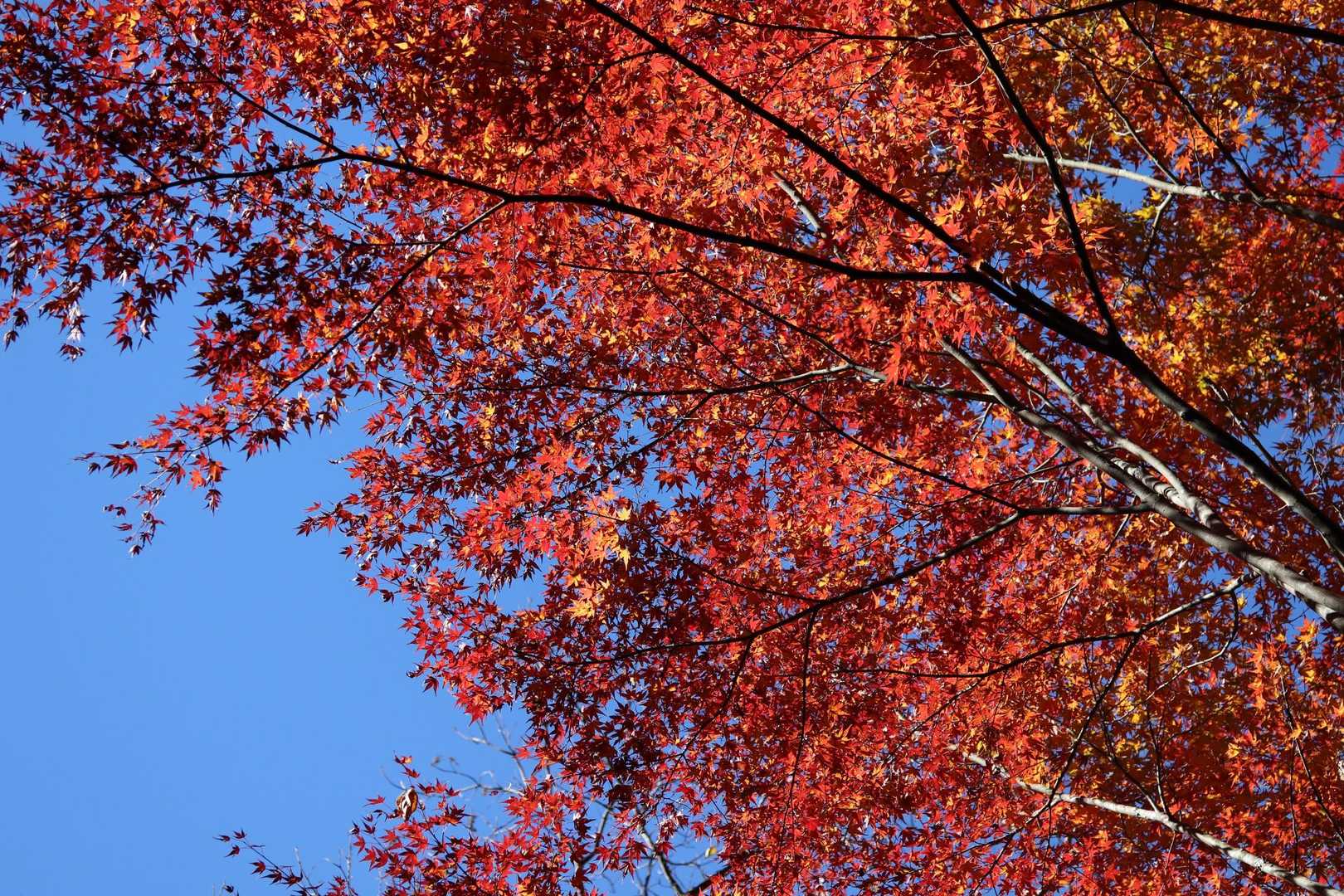 真っ赤も🍁