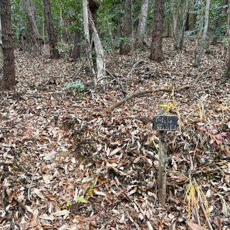 左に登山口が現れます！見落としそう