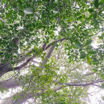 新緑の季節が近いね🌿