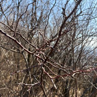 フジイバラ🌹トラップ！