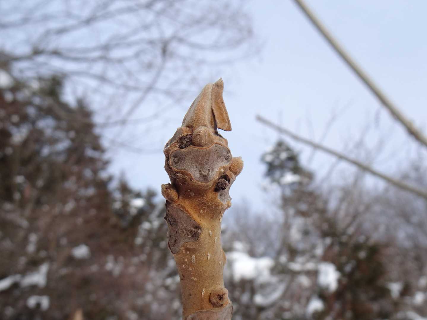 オニグルミの冬芽