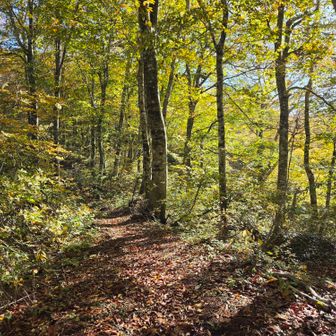 景色は優しいが急坂道
しかしながら登山道は終始歩きやすい
石ころや木の根っこ等なくコケる要素がない