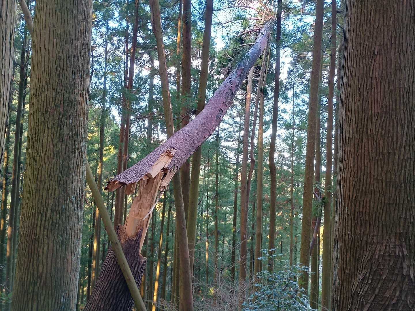 最近折れたようだ。