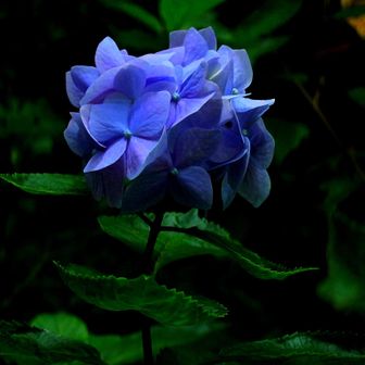 咲き始めの紫陽花。
写真を撮りに行きたいけど来週末まで持つかな？
