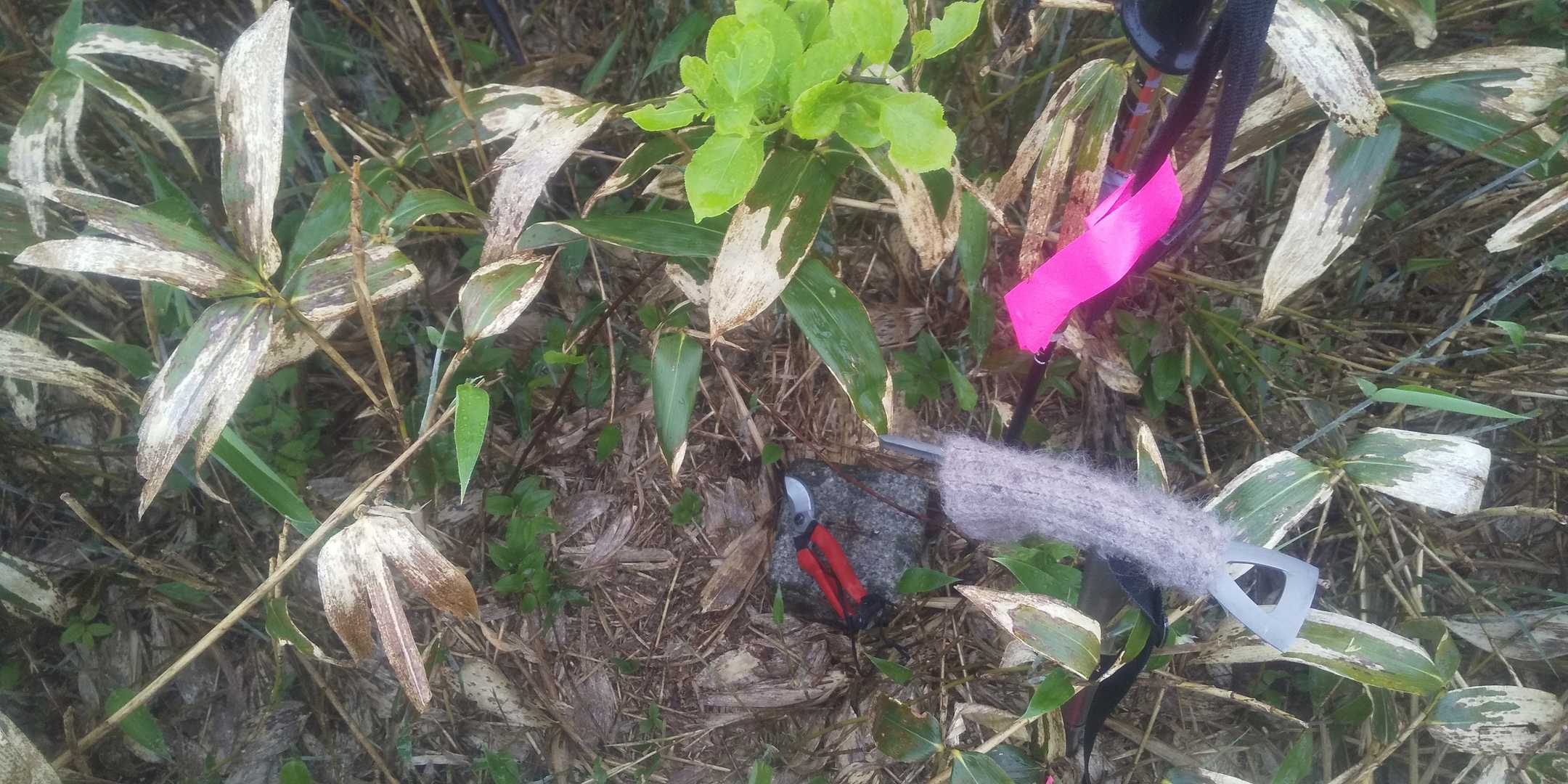 御髪山の三角点
周りを整備
