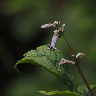 ツクシクサボタン
少雨のため綺麗に咲いている花が少ない