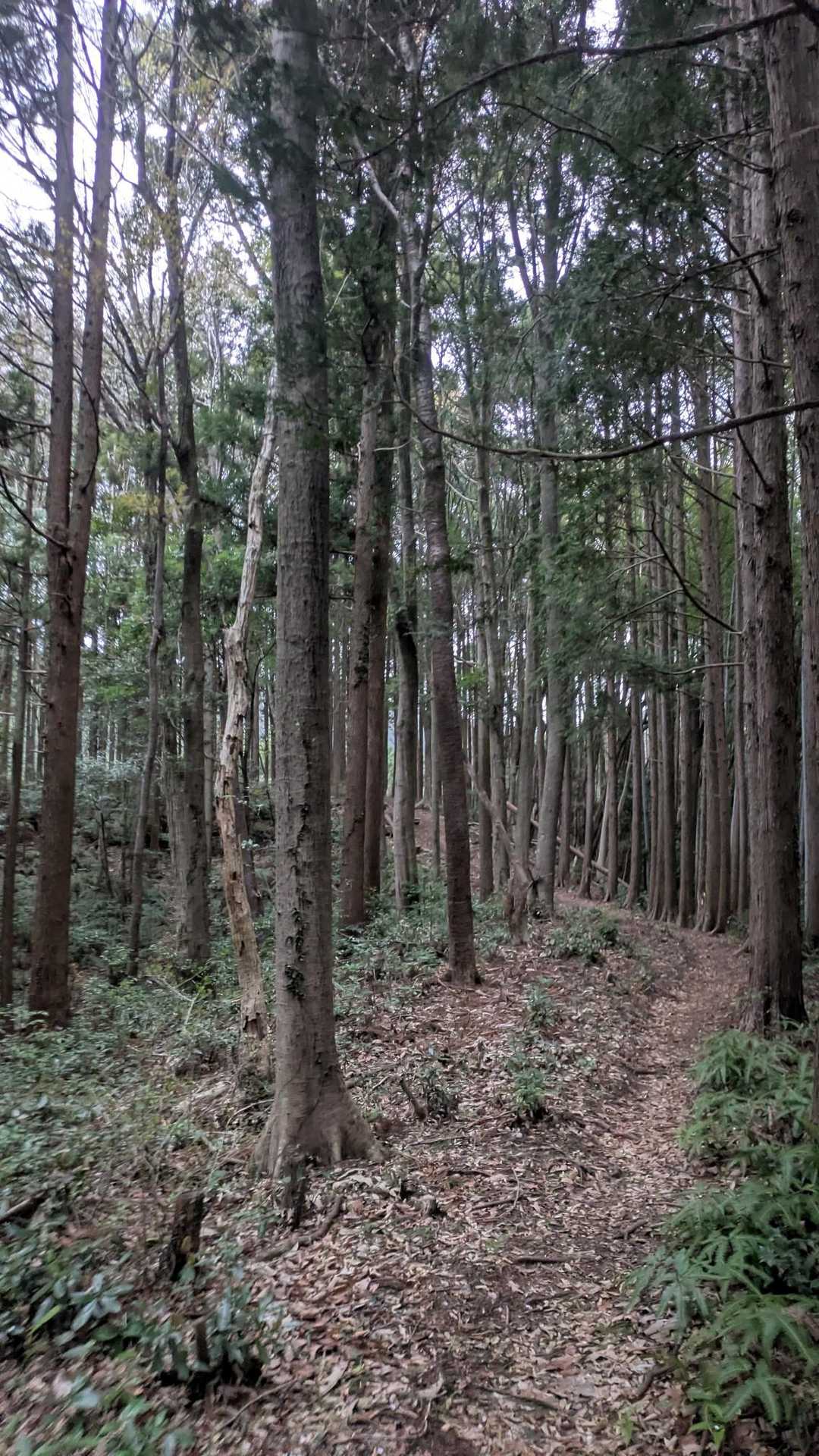 歩きやすい登山道