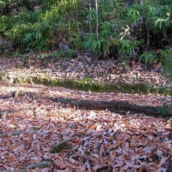 左から降りて来たが犬が来た右の道へ行ってみる