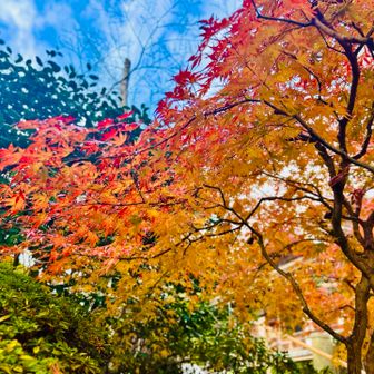 報国寺に着いたら青空が🙏