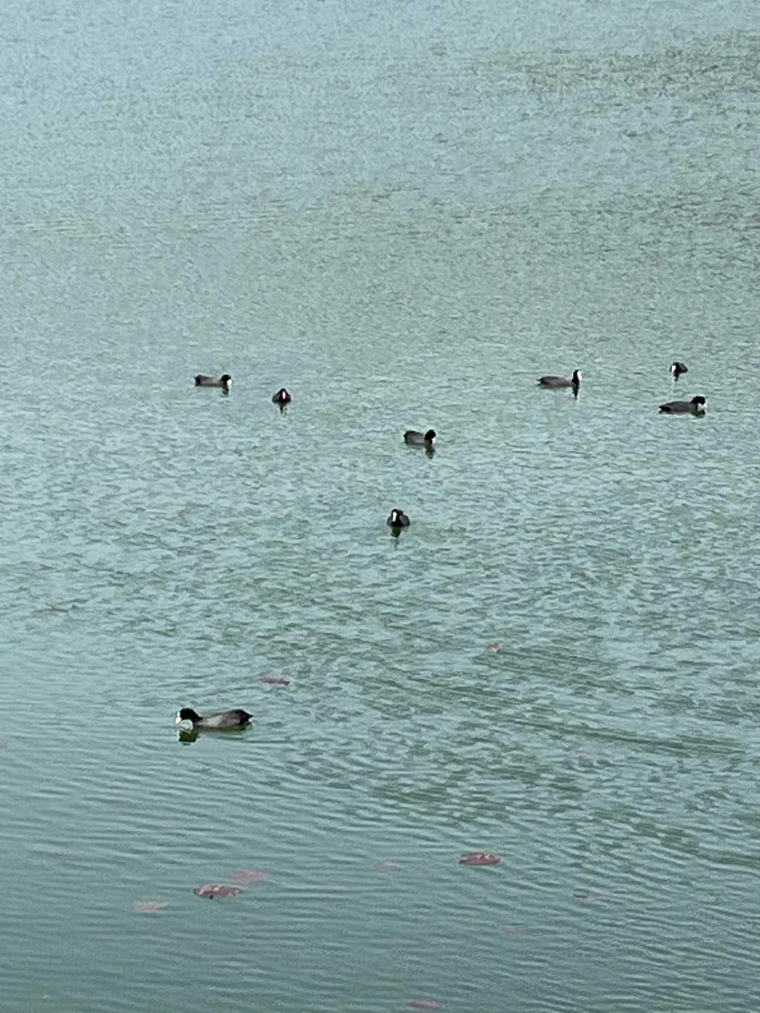 🦆🦆🦆