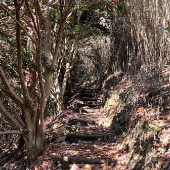 冬は山茶花ロードになって綺麗ですよ✨🌺
