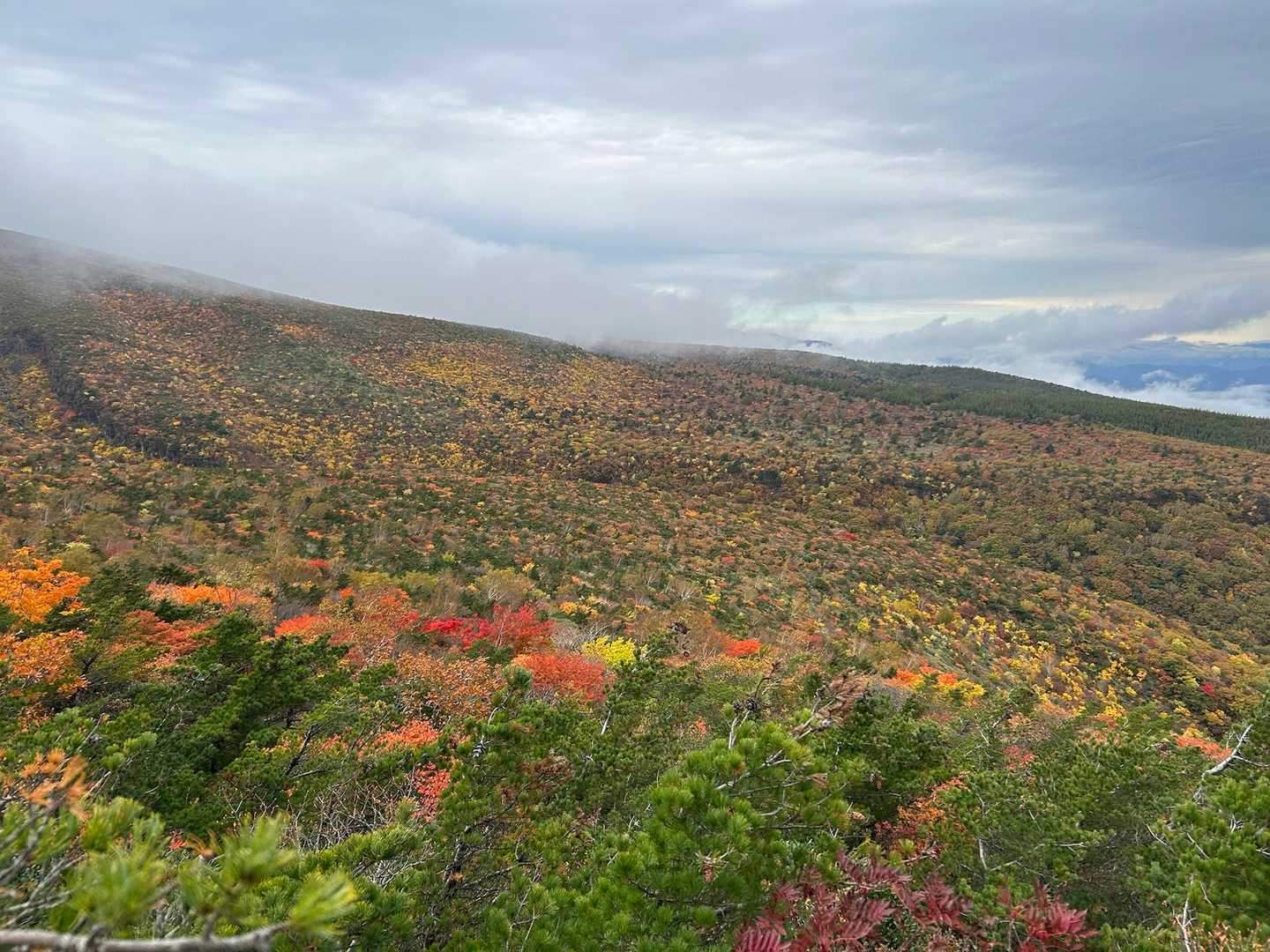 まさに紅葉の絨毯🍁