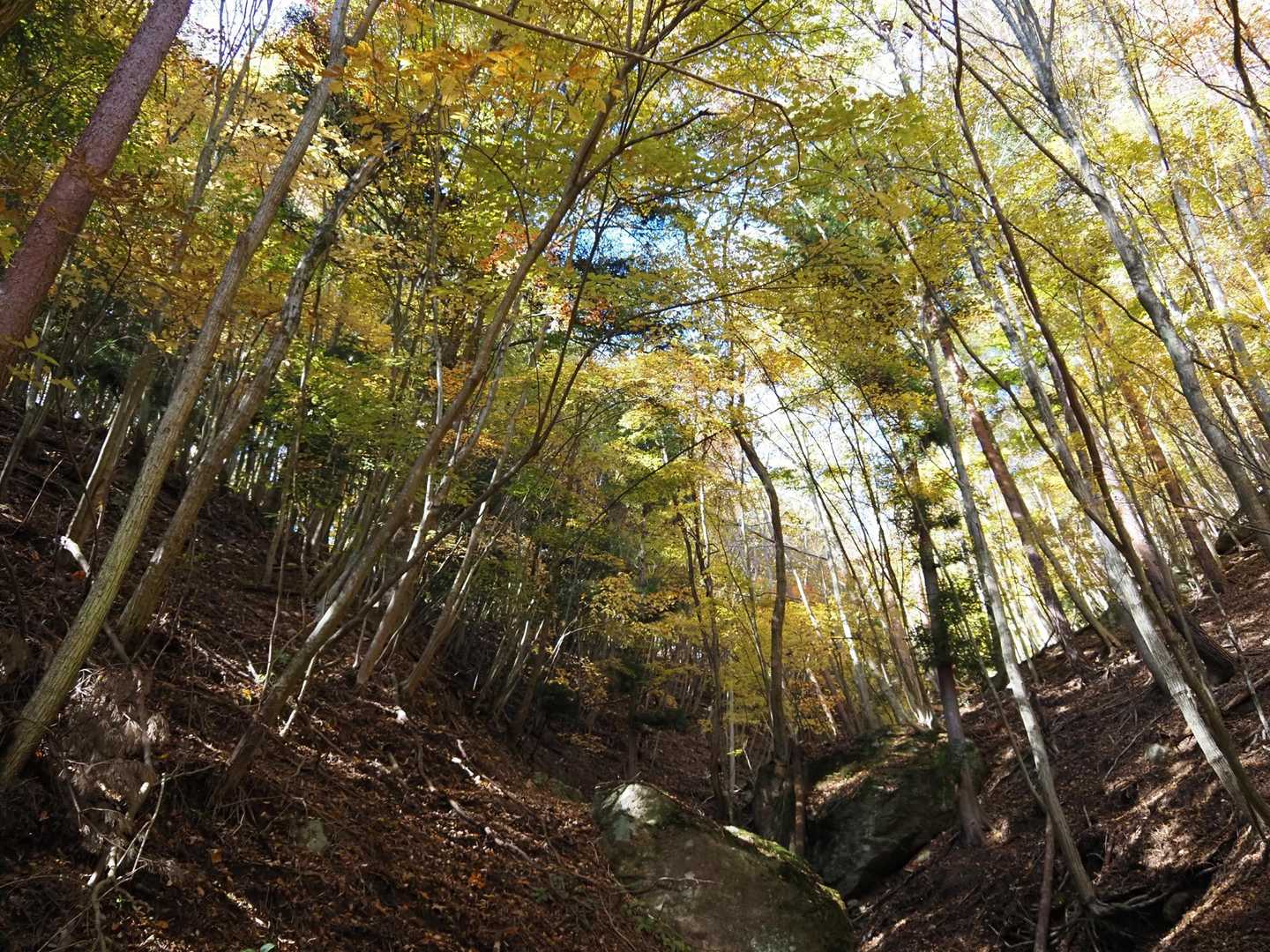 魚眠荘前バス停-東入川堰堤広場登山口-鬼ヶ岳-鍵掛峠-鍵掛 周回コースの写真