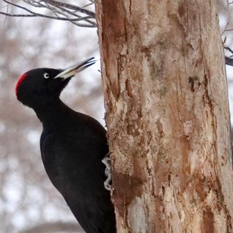 近くに第一クマゲラ発見！
なが〜い舌で虫をたべました