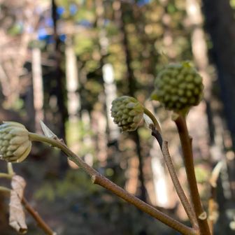 不動尻まで下りて来ました！
ミツマタ準備中〜