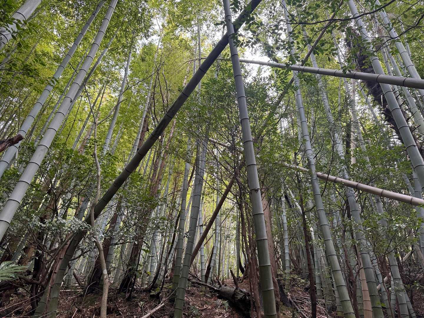 明神山への登り途中竹林になった