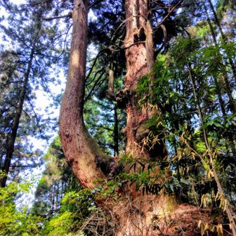 トウダの二股杉