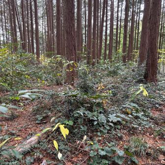 この辺りが山頂