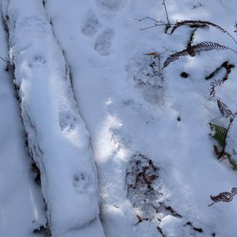 動物の足跡🐾たくさん
今朝ついたくらいの熊の親子らしい足跡も🐻😰
ここ動山は熊ランドみたい😱