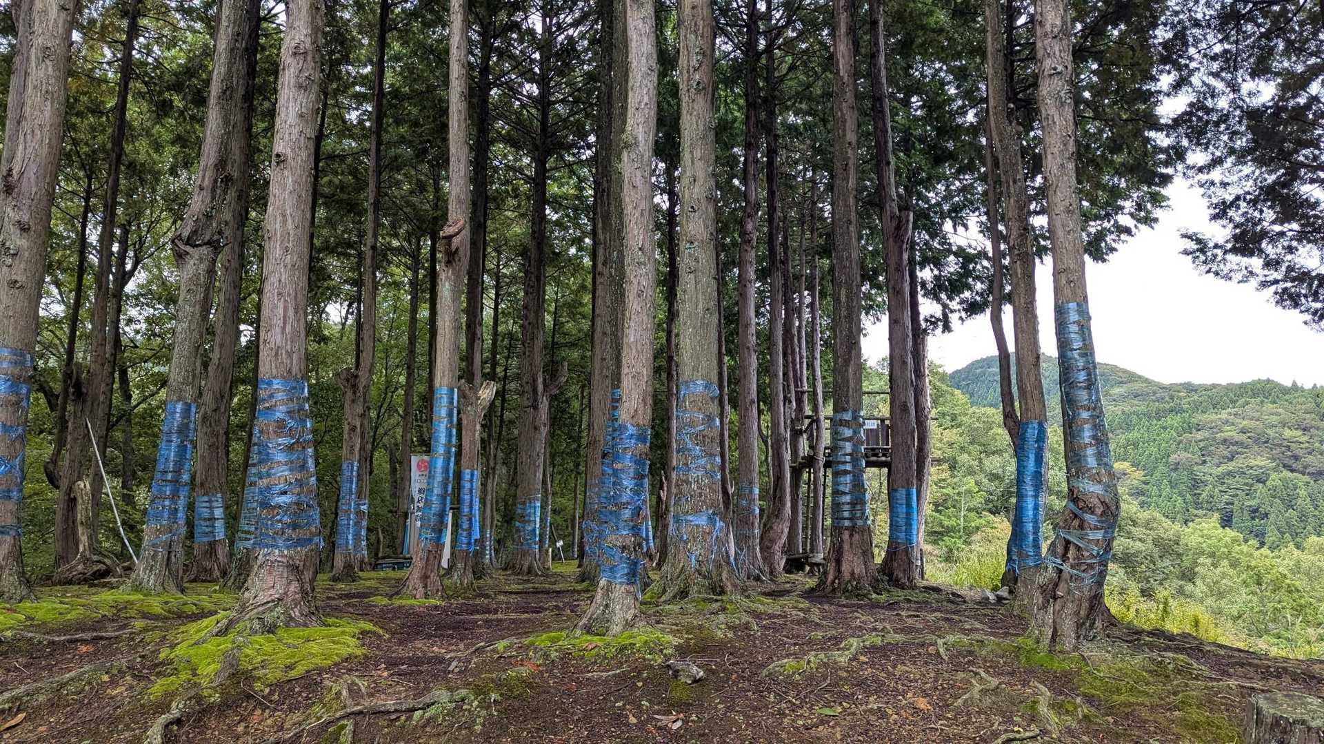 青いテープを巻くことによって
鹿が木の皮を食べないと聞いたような。