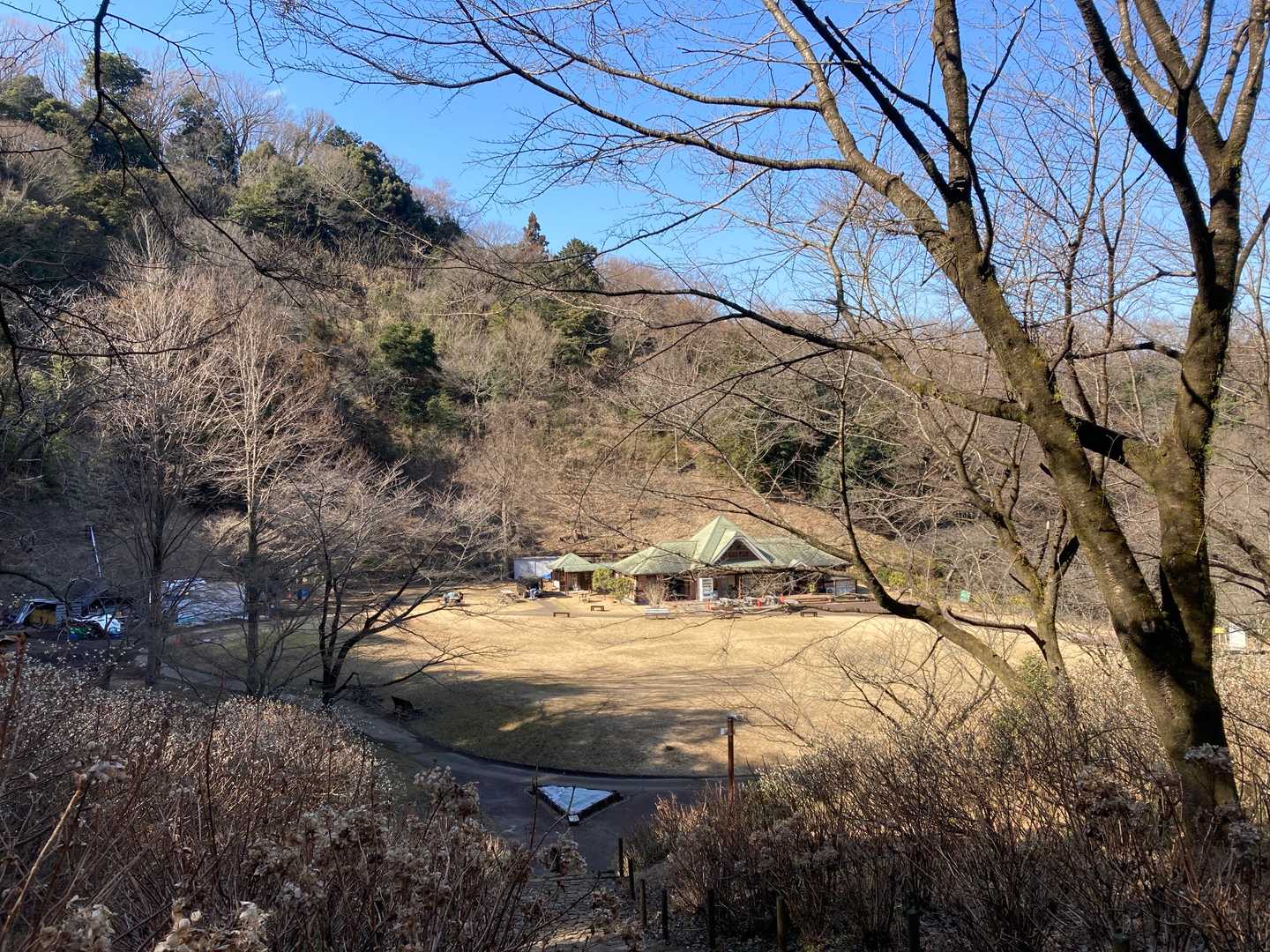 🌼ミツマタと🌸桜が咲くと見事なんですよ😄👍