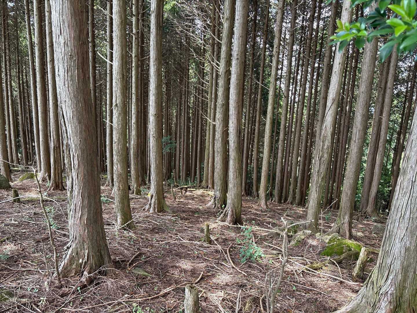 まっすぐ立ち並ぶ木々🌳🌳🌳