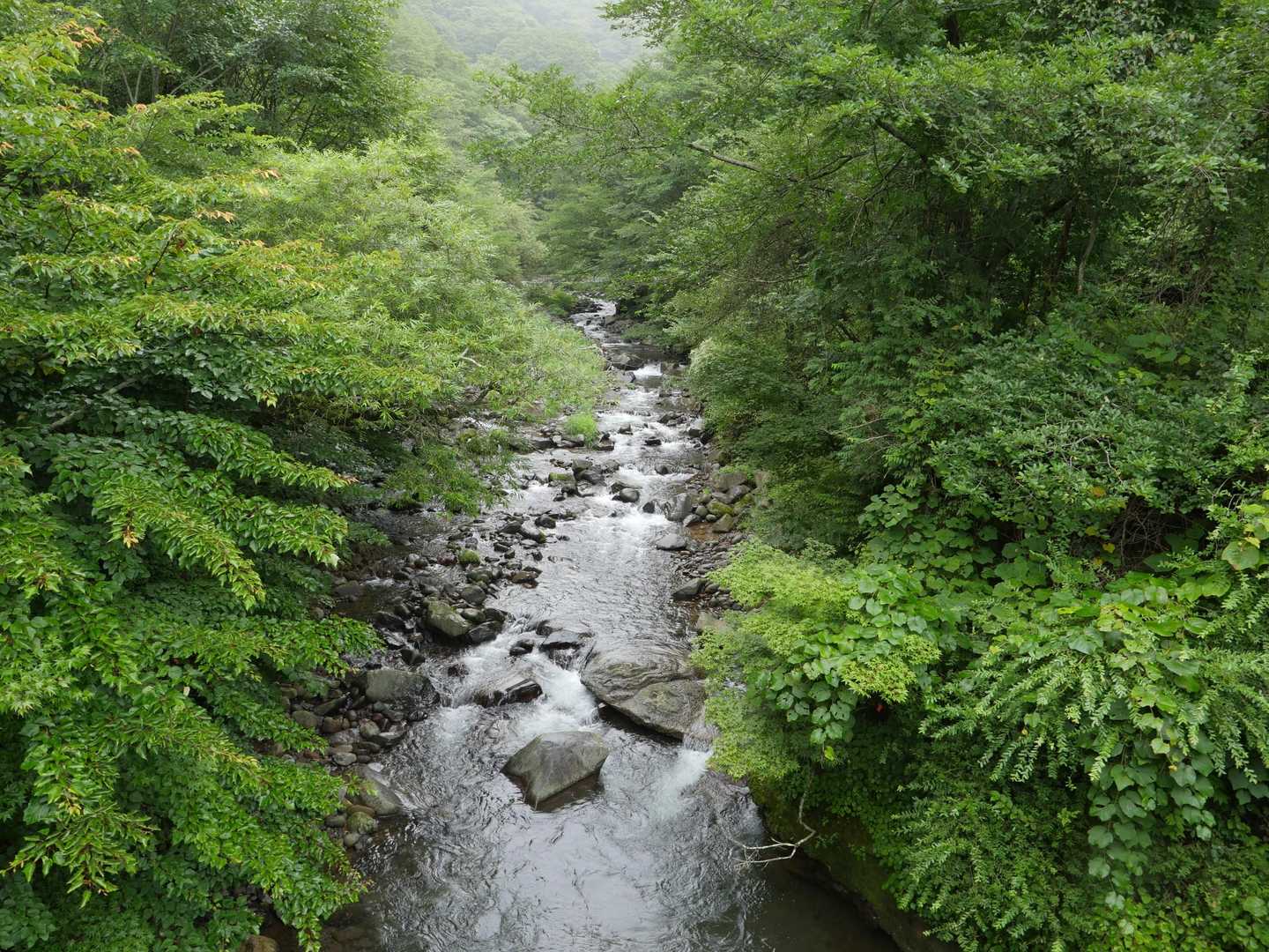 橋から川が見えた。