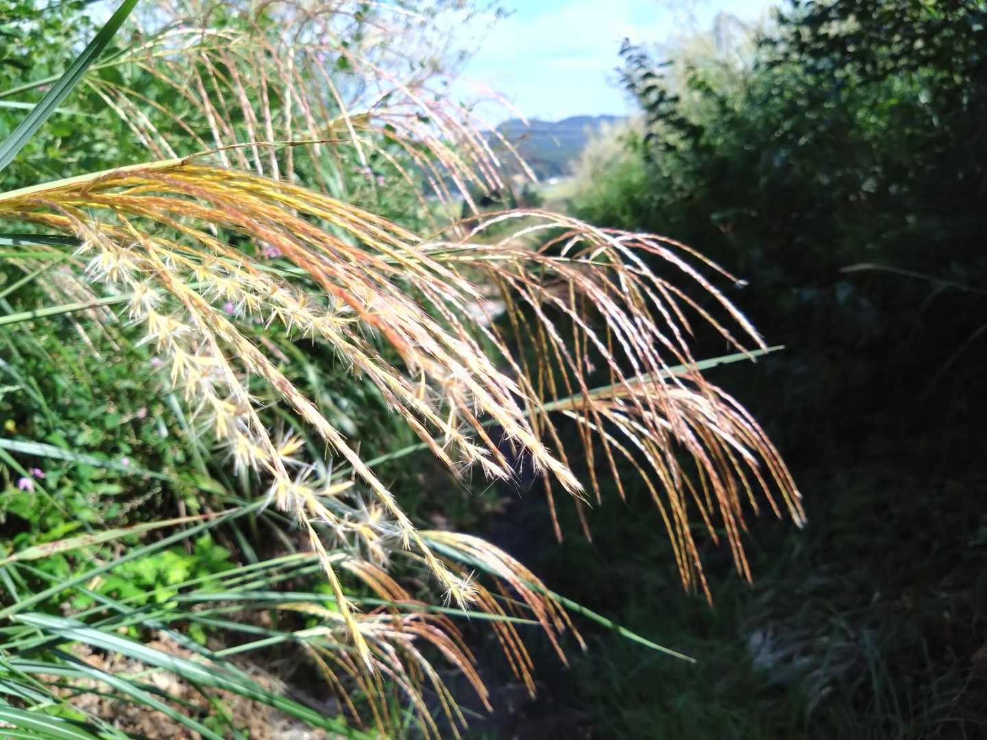 顔面にススキ🌾
秋デスネ。
春にまたお邪魔させていただきます🙇
最後までありがとうございます☘️