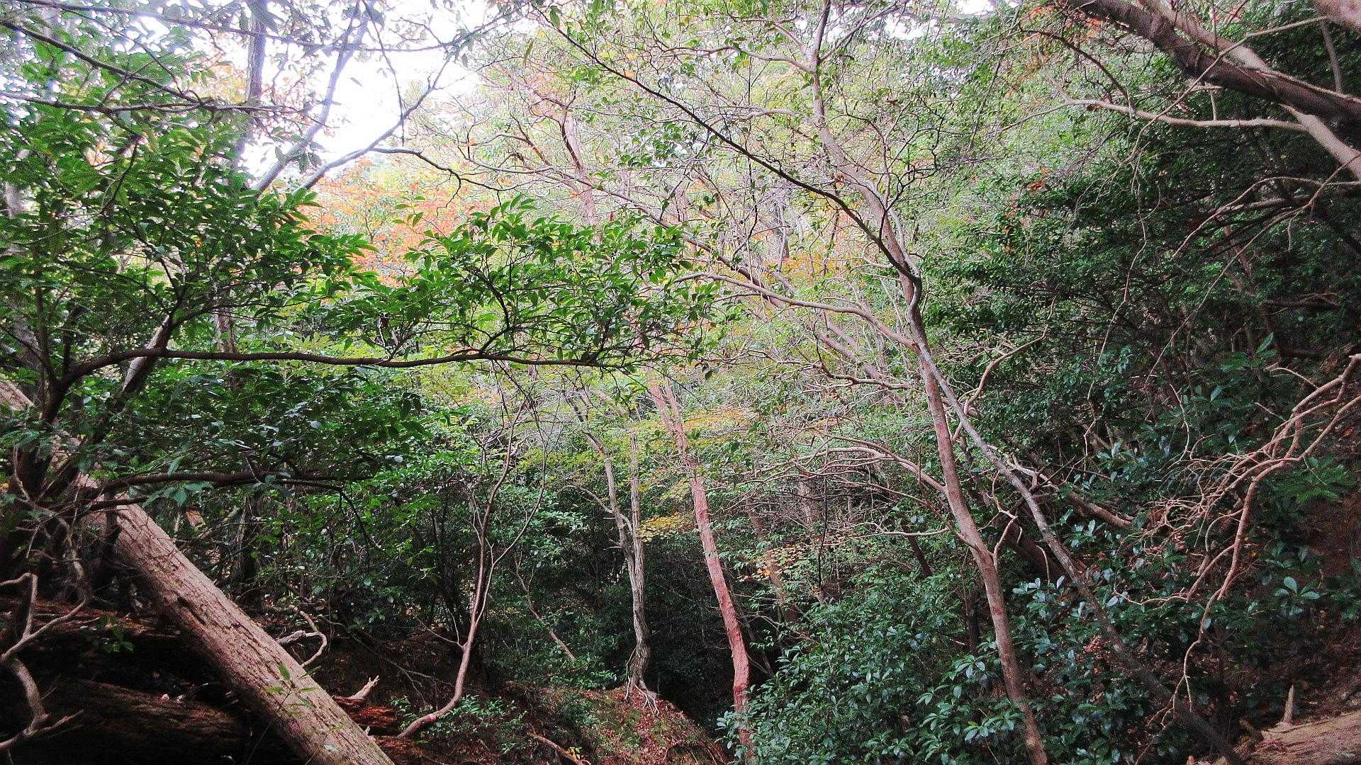 谷筋も部分🍂🍁🌿