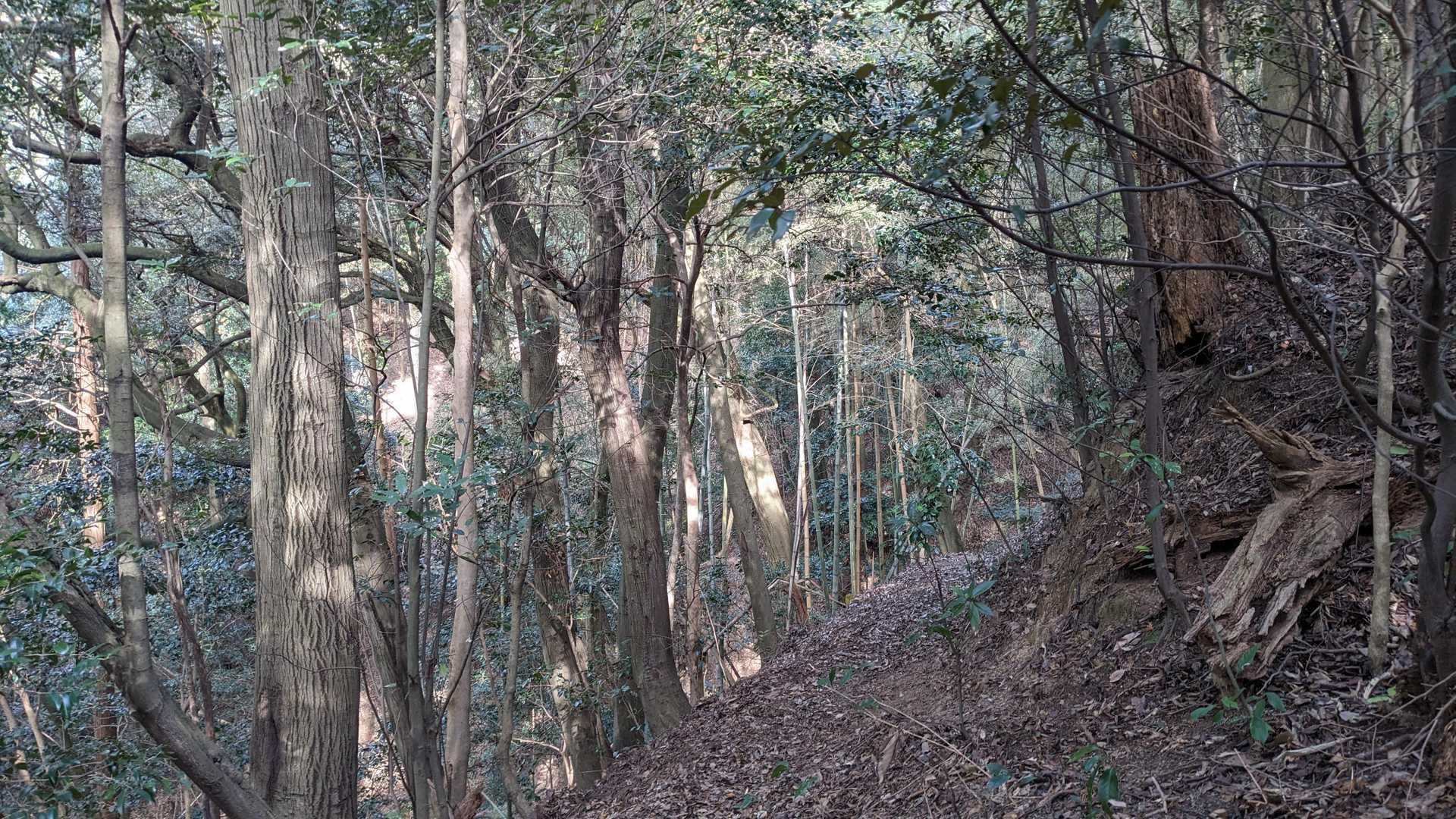 山だ