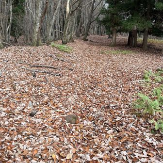 枯葉だらけで道がよく分からない