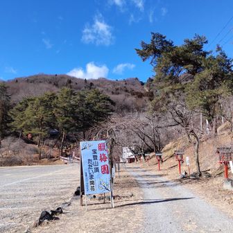 ただいま「開花」
確かに咲いているけどね