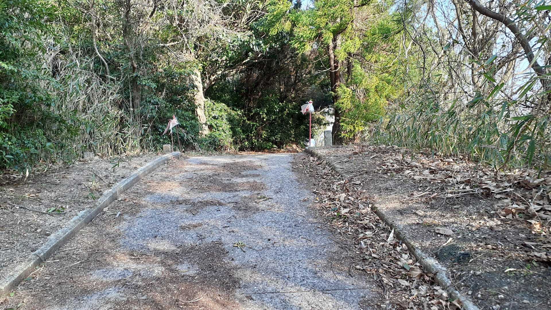 若いもん山登り口-若いもん山 往復コースの写真