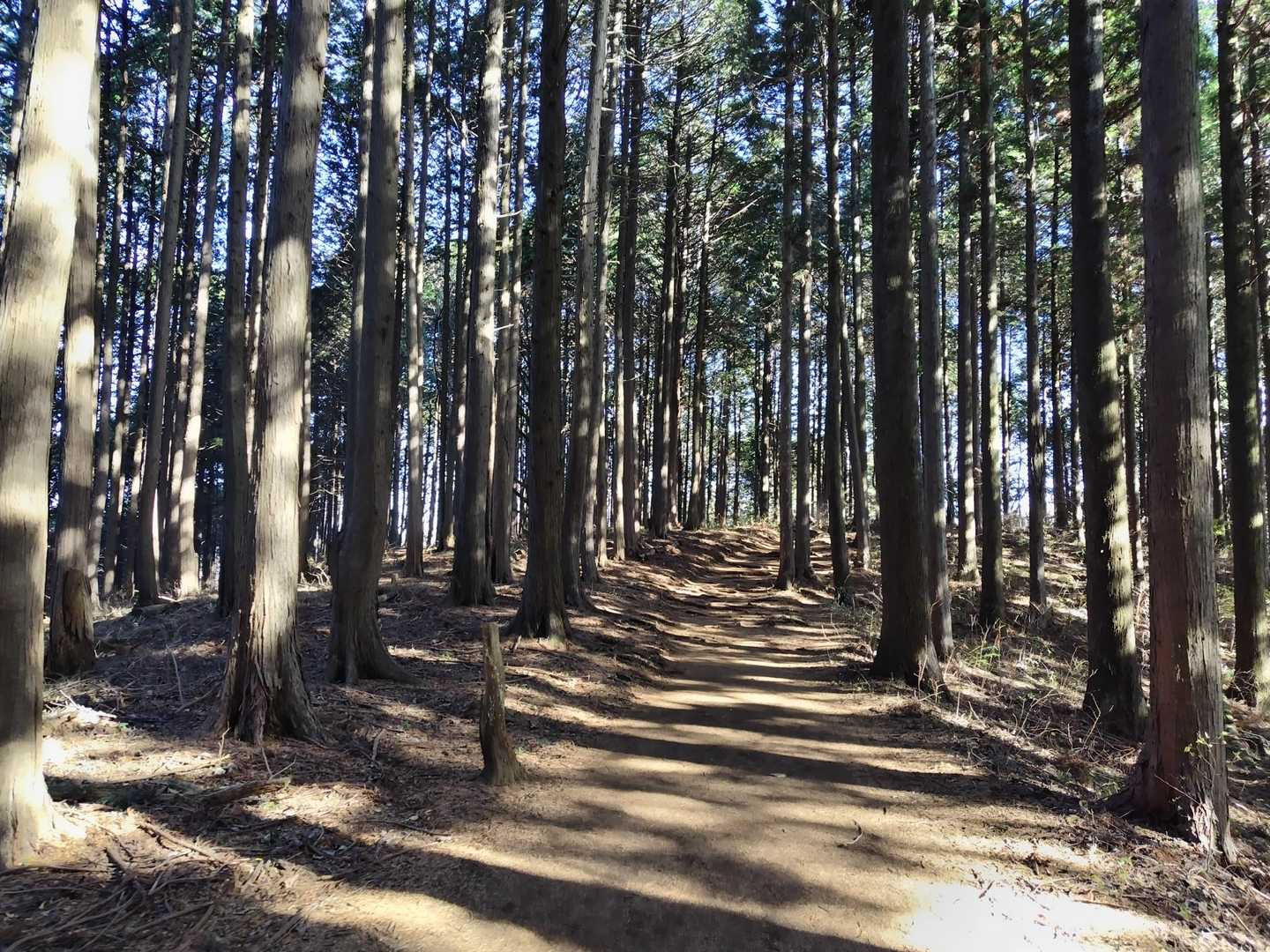 天守閣跡-北高尾富士見台-板当山-板当峠-狐塚峠-杉ノ丸- 縦走コースの写真