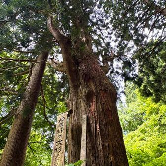 大きいなぁ〜😳

歴史を感じる大杉🌲