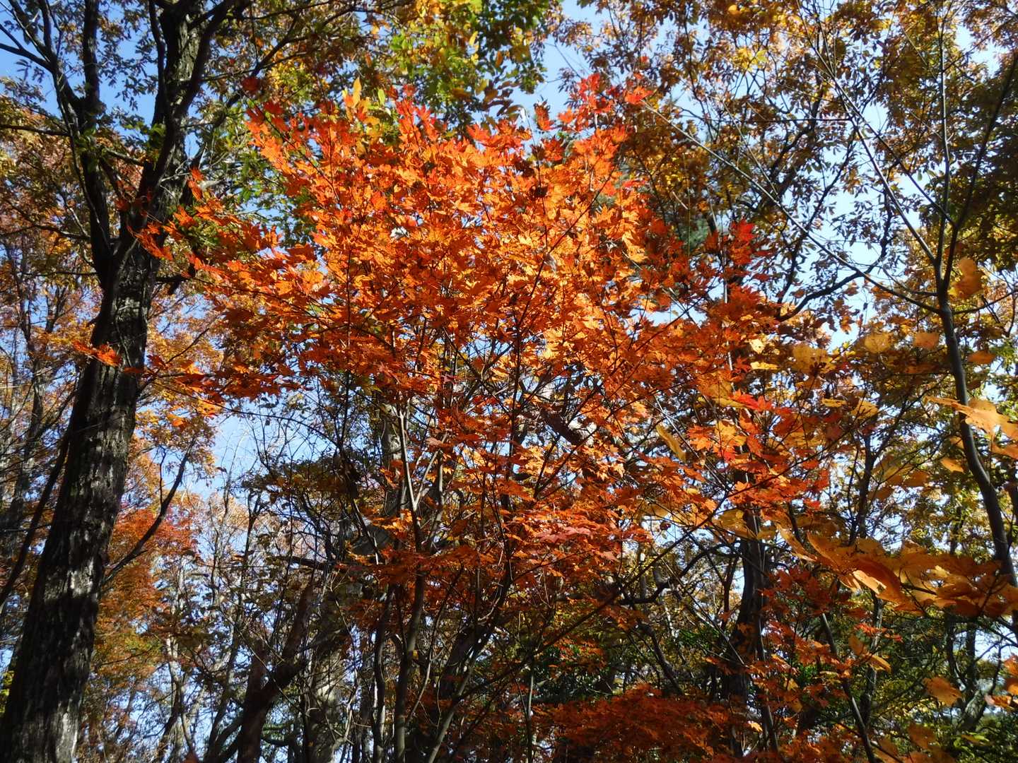 紅葉