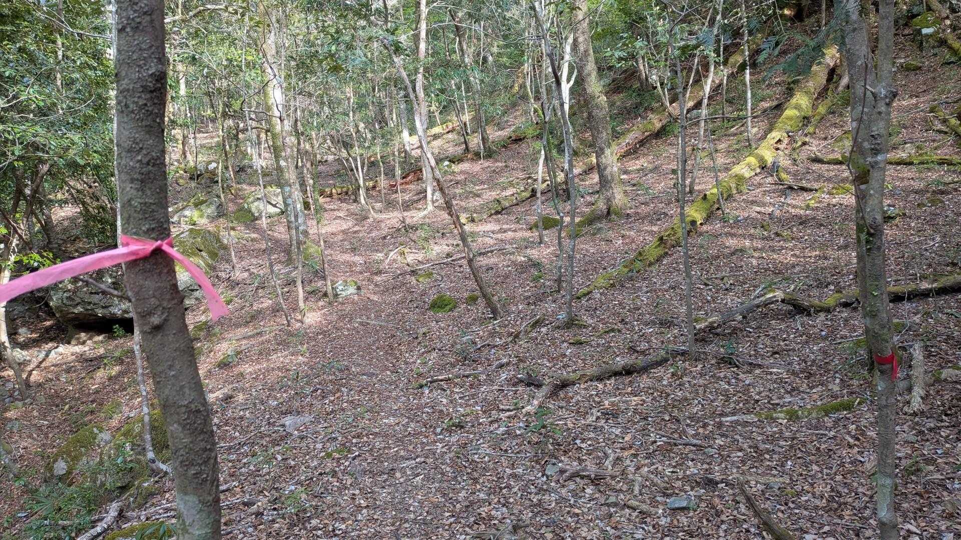 緩やかな谷沿い歩き