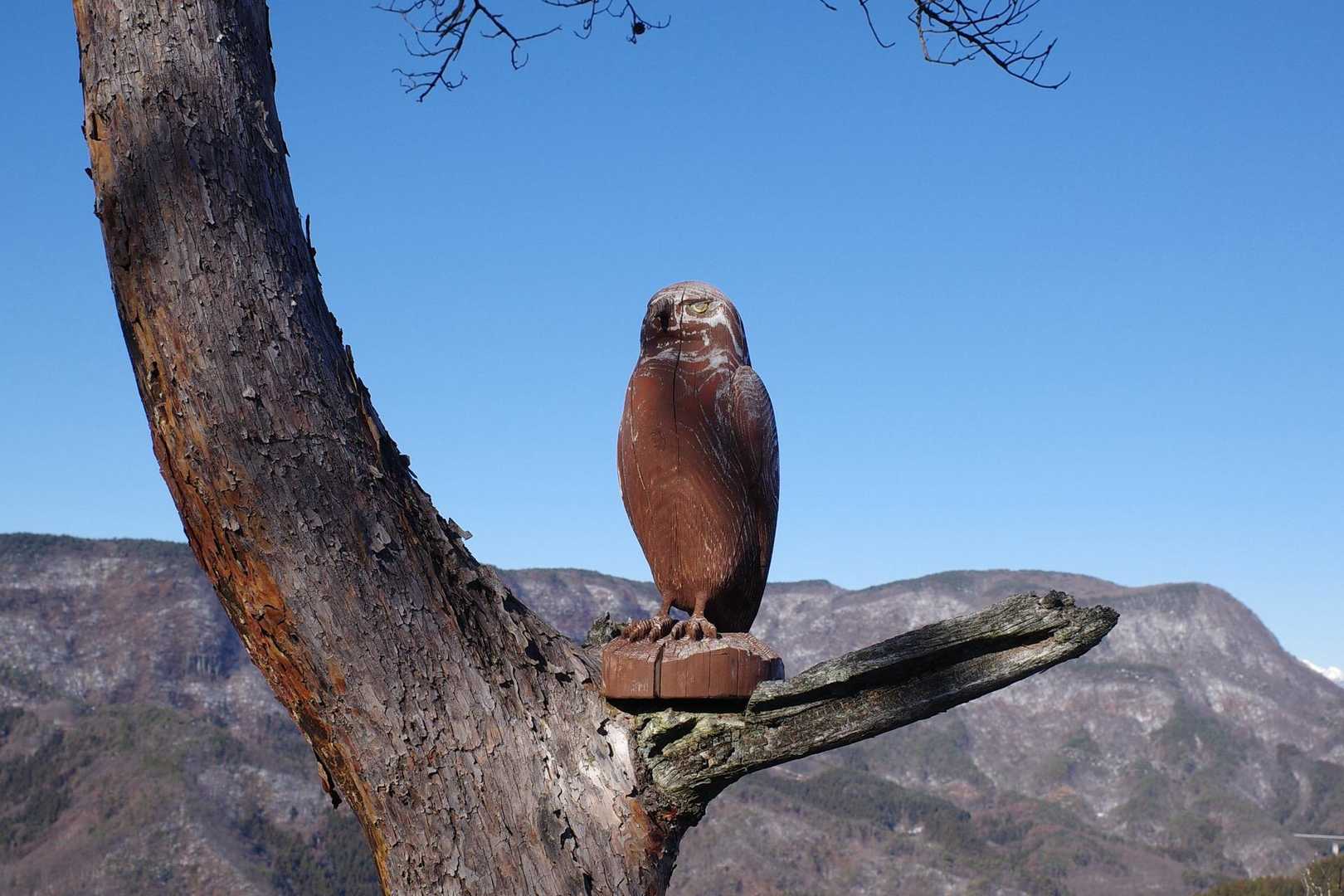 三峰山をバックに鷹でしょうか🦅
