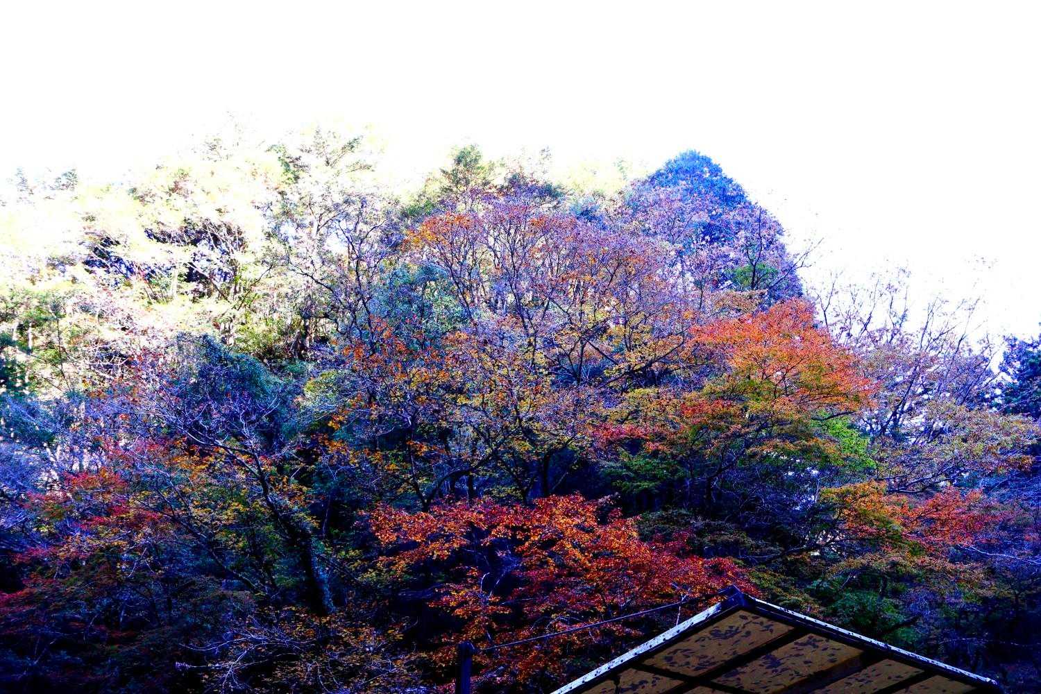 紅葉🍁