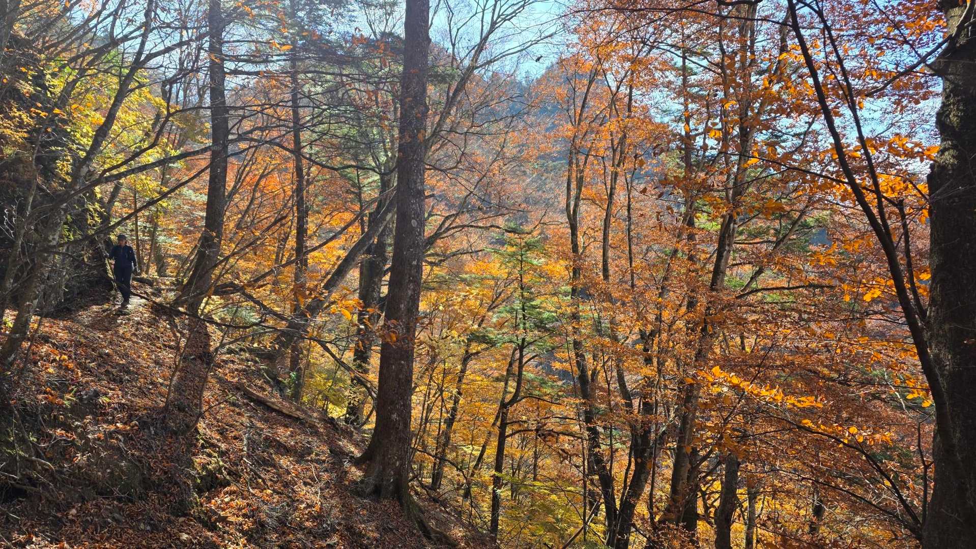 諏訪山楢原登山口-大江権現堂-ヤツウチグラ-諏訪山 往復コースの写真