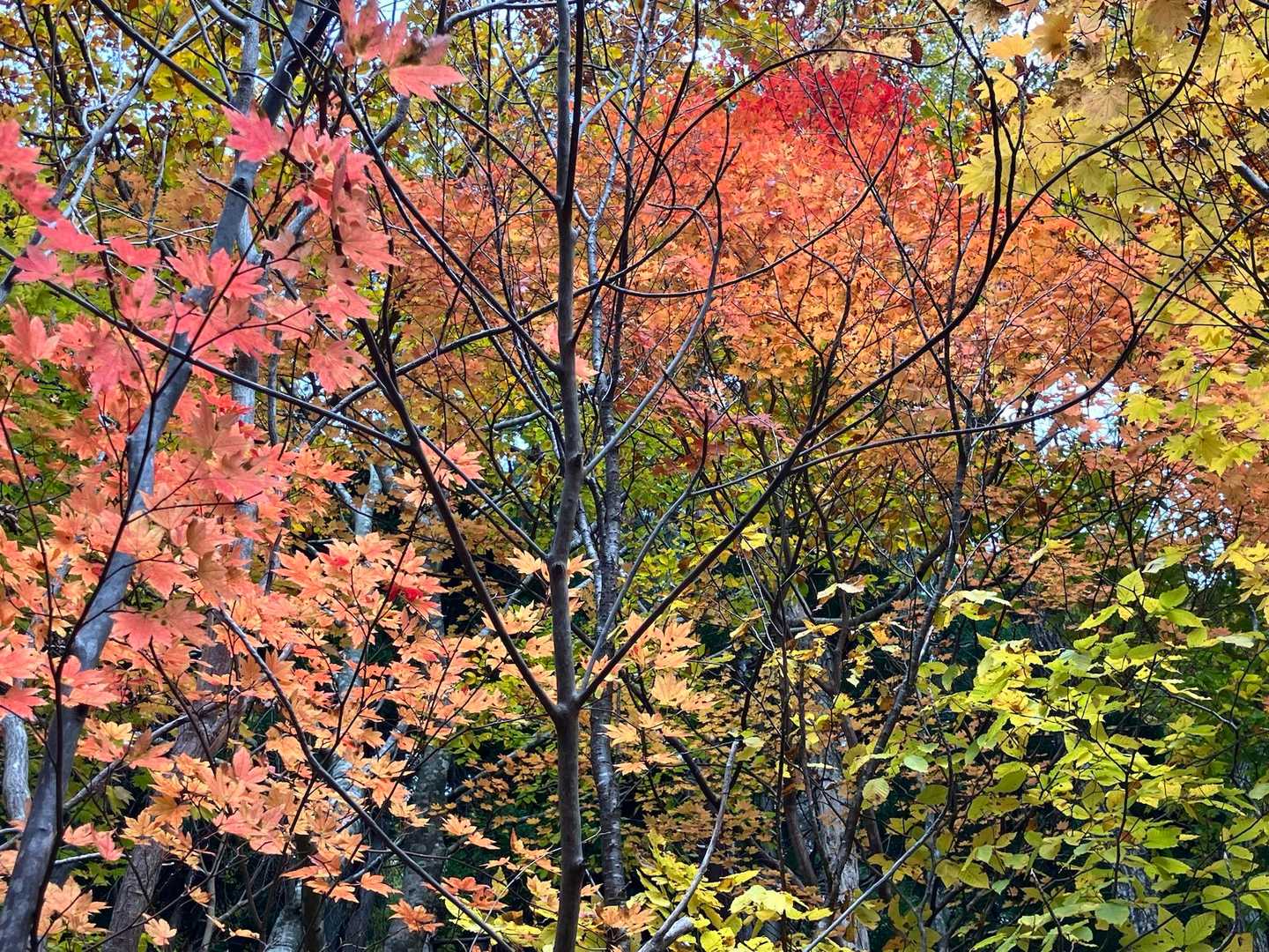 癒されます🍁